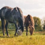 Belangrijke factoren voor deskundig voedingsadvies voor je paard